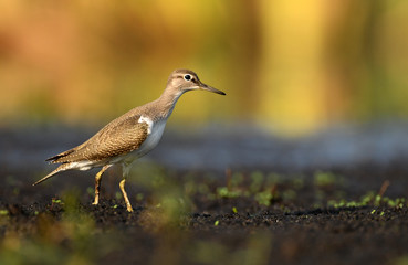 Wood sandpiper (Tringa glareola)