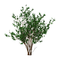 Obraz premium 3D Rendering Hibiscus Bush on White