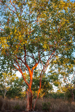 Australian red gum trees sunlit at golden hour, with the bark peeled in spring revealing a smooth reddish skin at Katherine, Northern Territory, Australia.