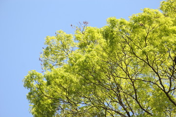 sky blue and green