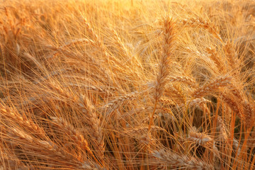 wheat at sunset / evening photos sunset field of Ukraine