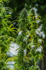 Hanfbl&uuml;ten an der Hanfpflanze