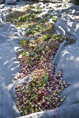 Pistacchio dall'isola di Aegina in Grecia
