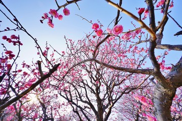 ウメの花