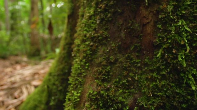 A macro shot of moss on tree's branch. Shot moves up