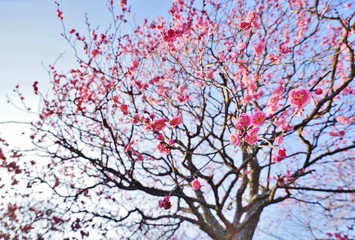 紅梅