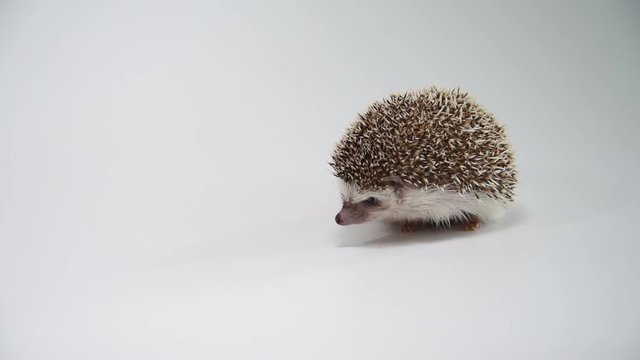 A hedgehog walking over white background.