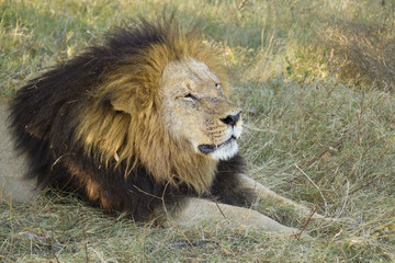 African lion stretching