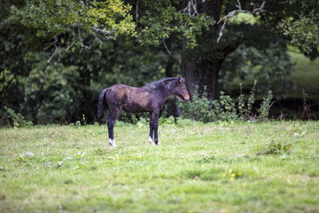 Foal Colt Horse