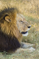 African male lion