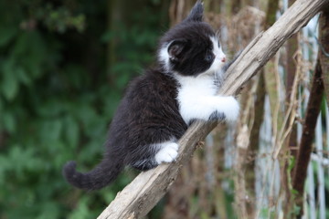 Chaton sur une branche