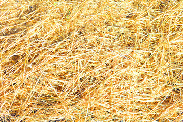 Dry yellow straw grass background texture