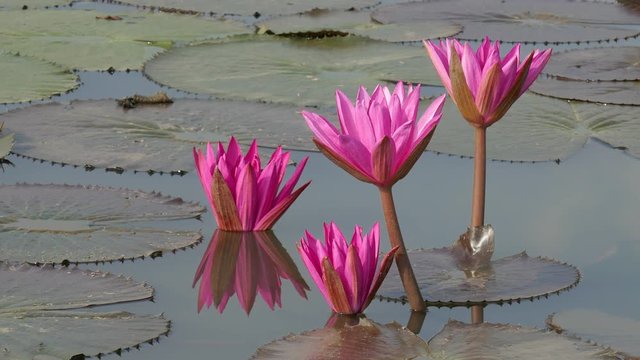 Beautiful flowers background. Beauty blossom pink waterlily flower, with green leaf background in a country in early morning