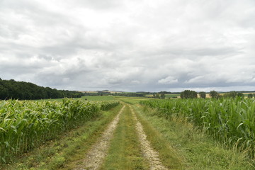 Fototapeta na wymiar Chemin entre les champs de maïs sous un ciel gris ,près de Fontaine, au Périgord Vert 