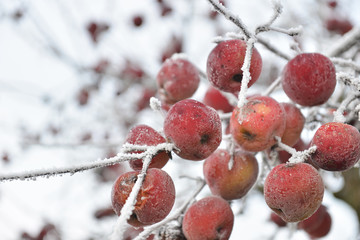 Winter apples