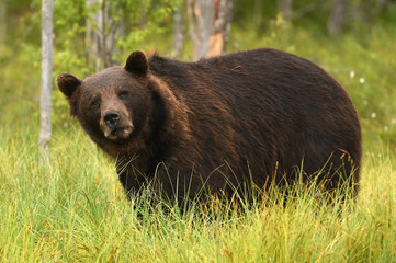 Obraz na płótnie Canvas Wild brown bear (Ursus arctos)