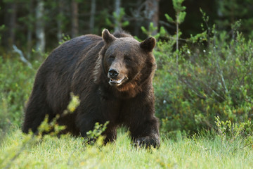 Plakat Wild brown bear (Ursus arctos)