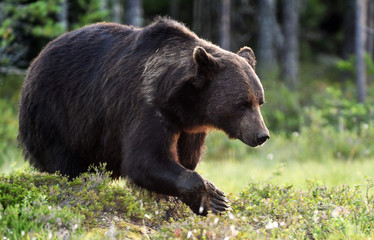 Naklejka na ściany i meble Wild brown bear (Ursus arctos)