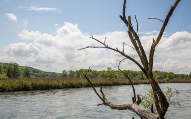 bare tree on a river