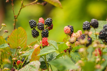 Sweet blackberries