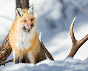 Red Fox Stands Guard-Yellowstone