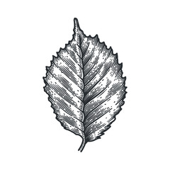 Engraving Birch Leaf isolated on white background.