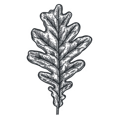 Engraving Oak Leaf isolated on white background.