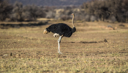 male ostrich in savanna