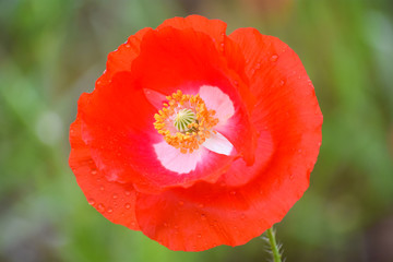 Fototapeta premium Mak maku z szalki Petriego