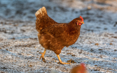 a hen in the winter