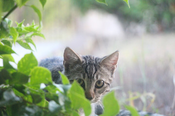 Cute curious cat