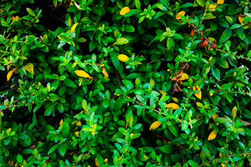 green and yellow leaves texture