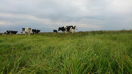 Cows black and white in fields