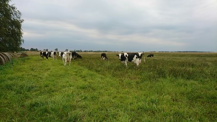 Crowd of cows called Dutch black and white  Holstein 