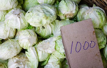 Fresh cabbage in the rural market