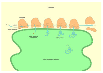 How secretory proteins enter the rough endoplasmic reticulum (RER)