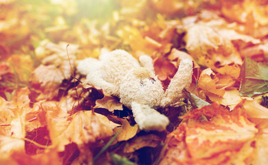 toy rabbit in fallen autumn leaves
