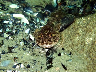 Dragon Fish in the Baltic Sea - Germany 