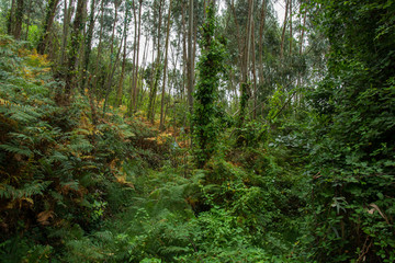 Fototapeta premium green forest