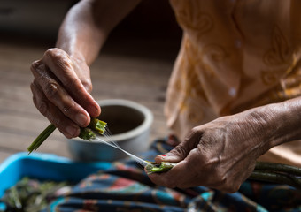 Woman cutting lotus plant to make lotus plant thread in Inle Lake, Myanmar