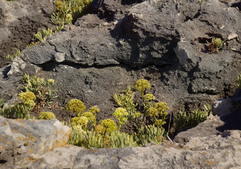 Beautiful summer flowers in the garden.