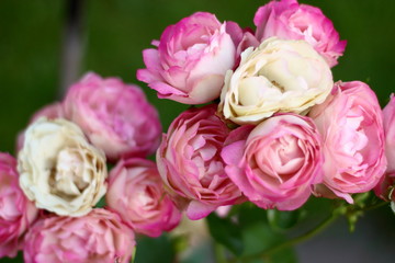 Rose "Acropolis". Floribunda medium unique color pink flowers as blooming be coffee-brown.