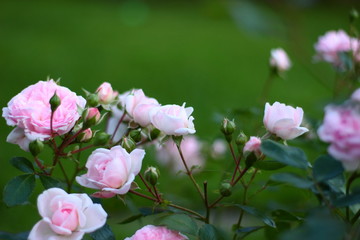 Rose 'Lovely Meilland (MEIratcan, Lovely Meillandecor )' in garden.