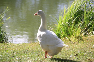 Cygne 