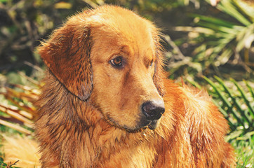 Obraz premium Wet Golden Retriever dog with sad and apprehensive look, looking to the right, on nature.