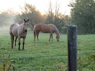 Obraz premium Horses at Sunrise