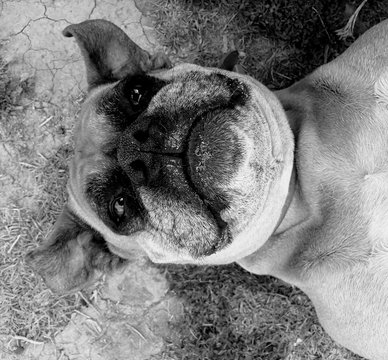Chien drole
