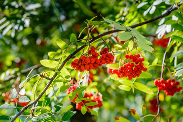 Grapes with rowan berries are illuminated by the autumn sun