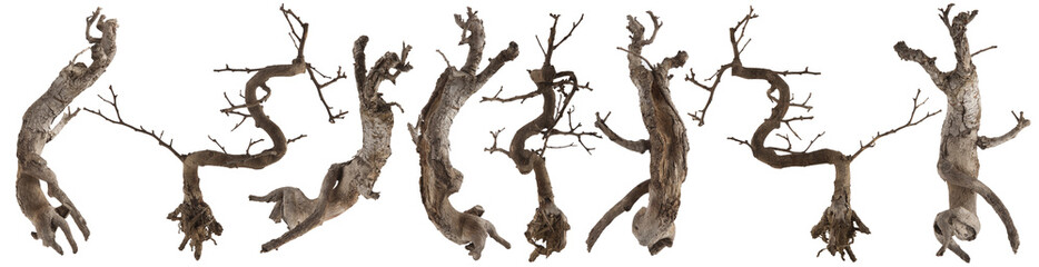 Dry wood tree trunk isolated on white