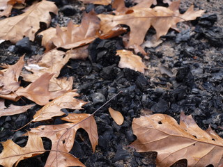 Fall Leaves and Dirt